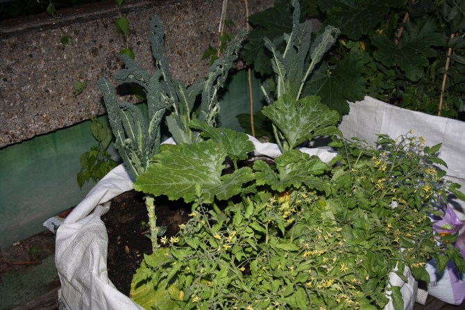 Golden Lane allotments